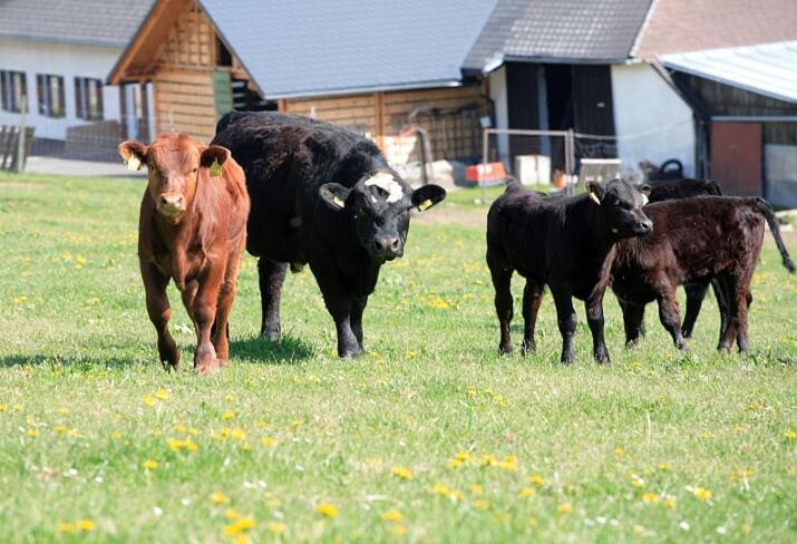 Landhotel Haagerhof Aigen im Mühlkreis Eksteriør billede